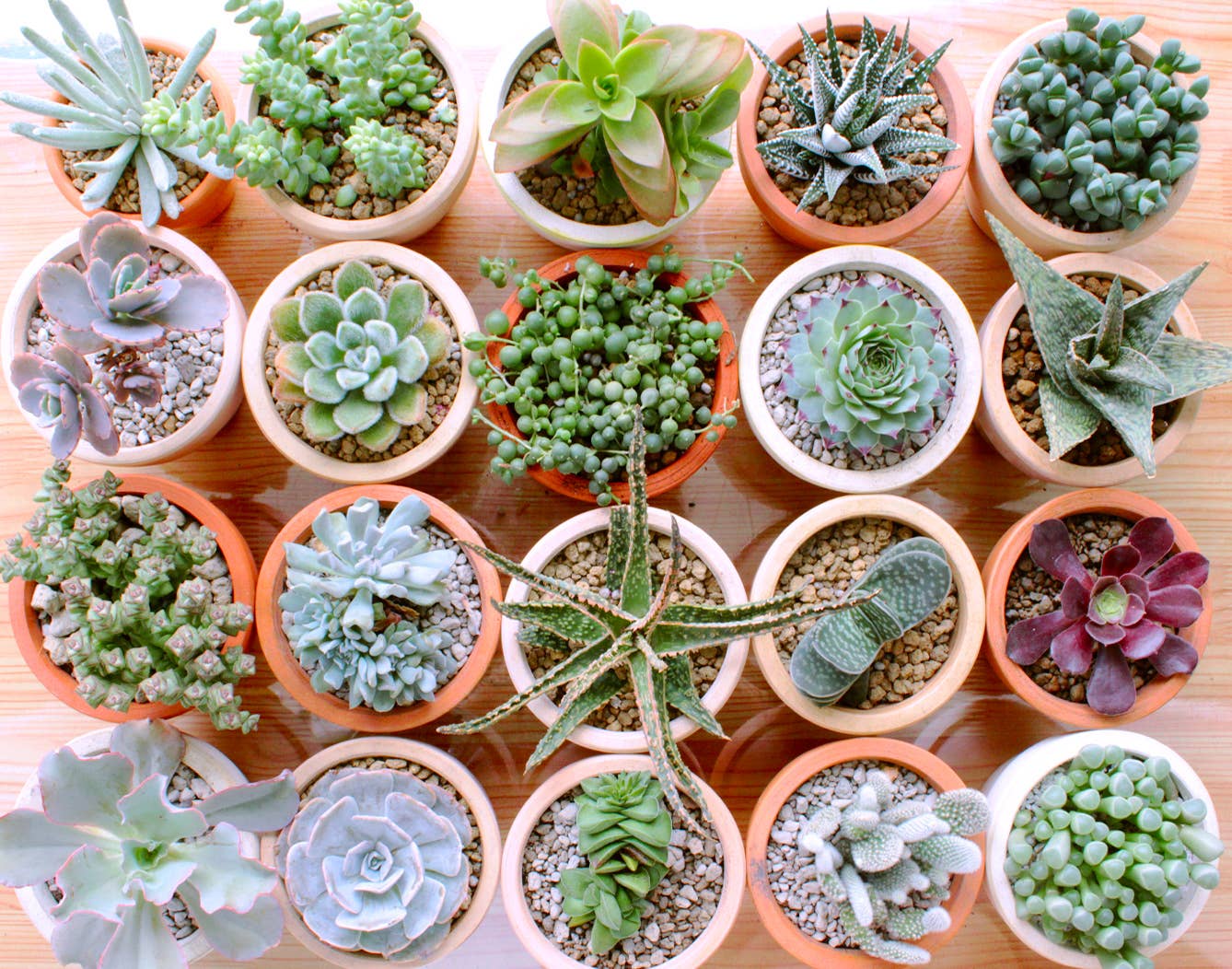 Assorted Succulent