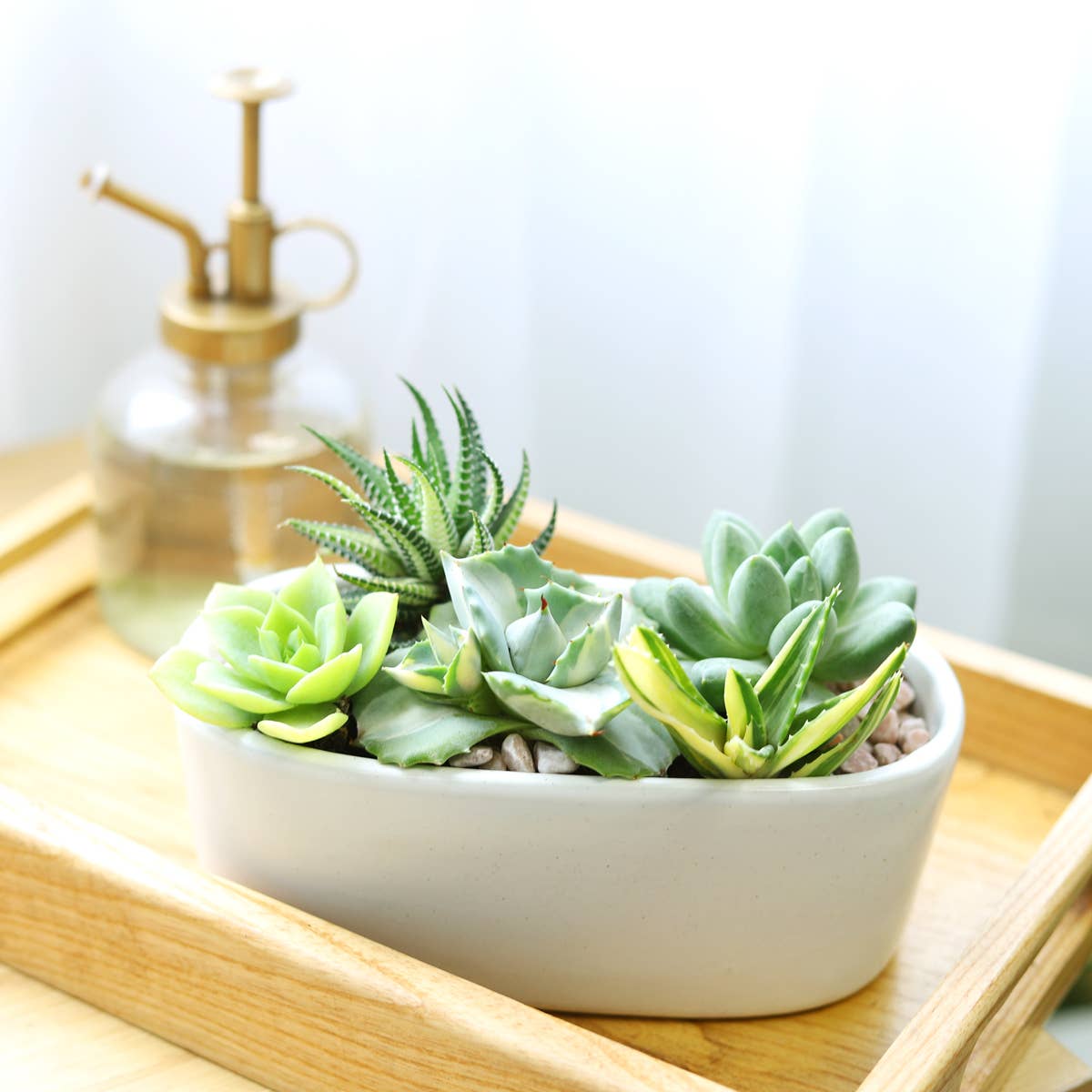 eco succulents Assorted Succulent