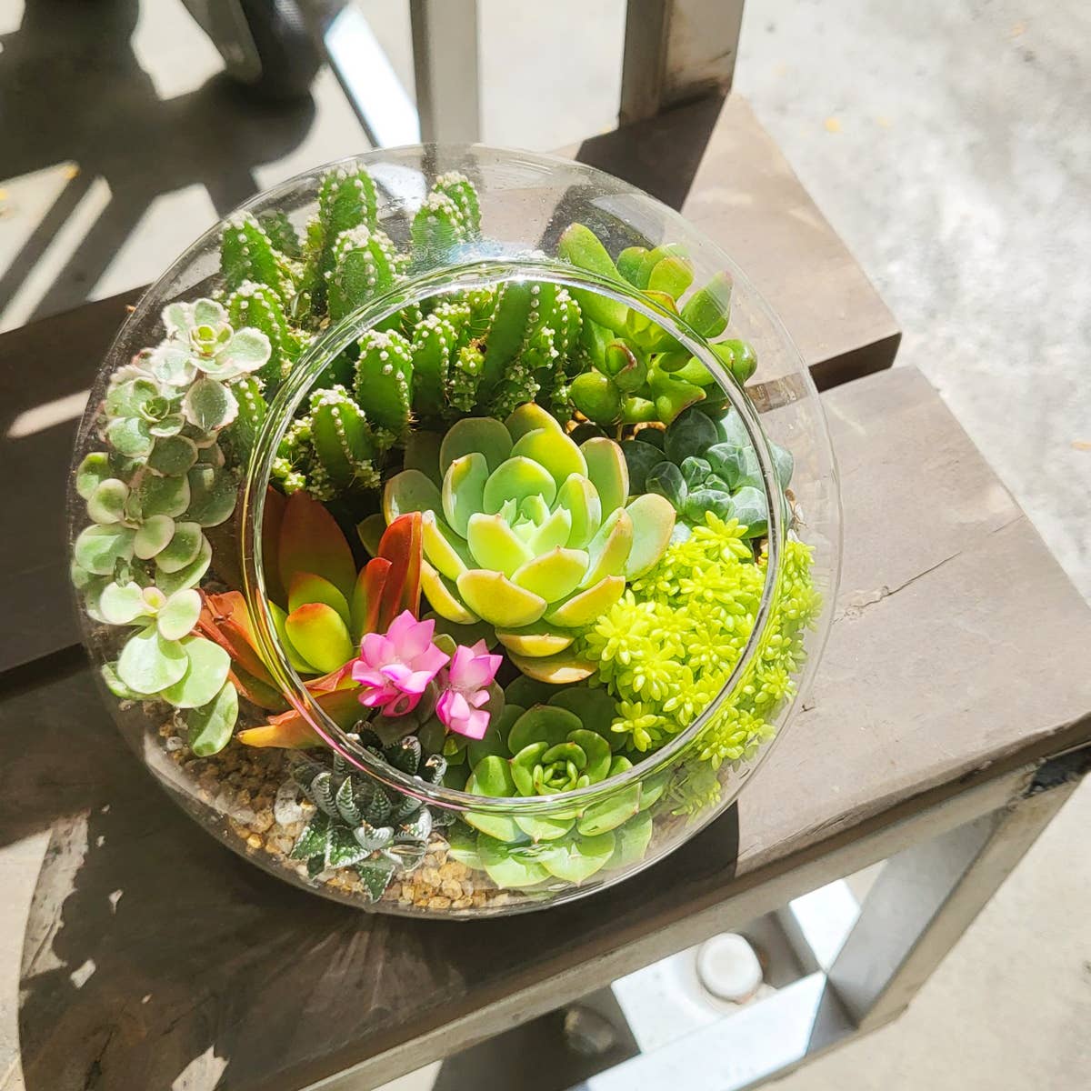 eco succulents Assorted Succulent