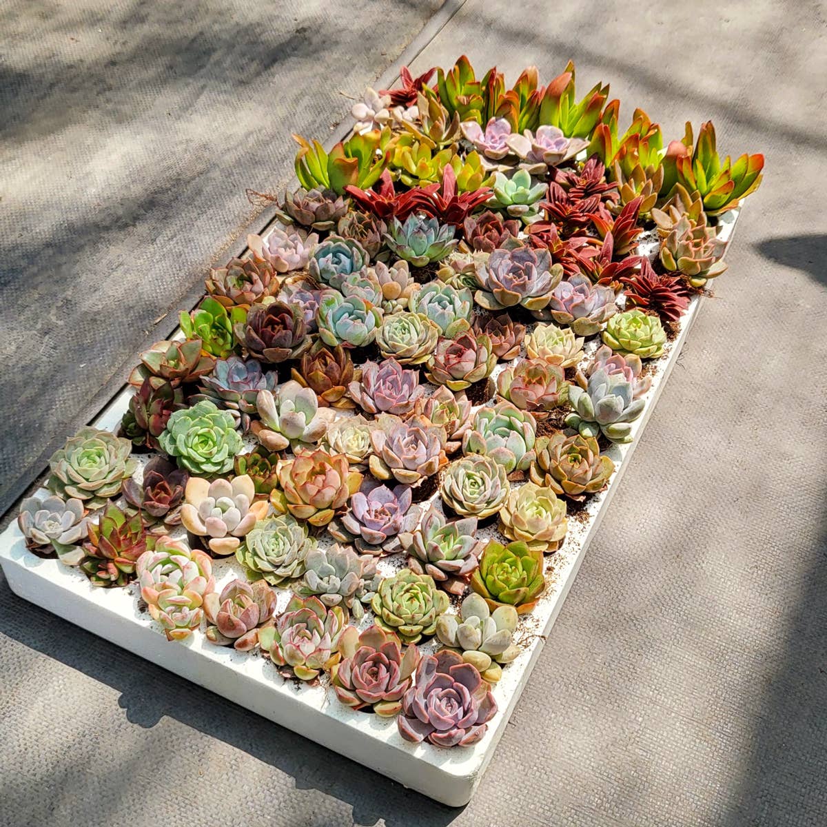 eco succulents Assorted Succulent